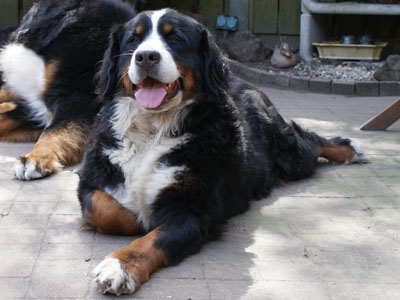 Bindhi van de clemensberghoeve, Bernese Mountaindogs v.d. Clemensberghoeve